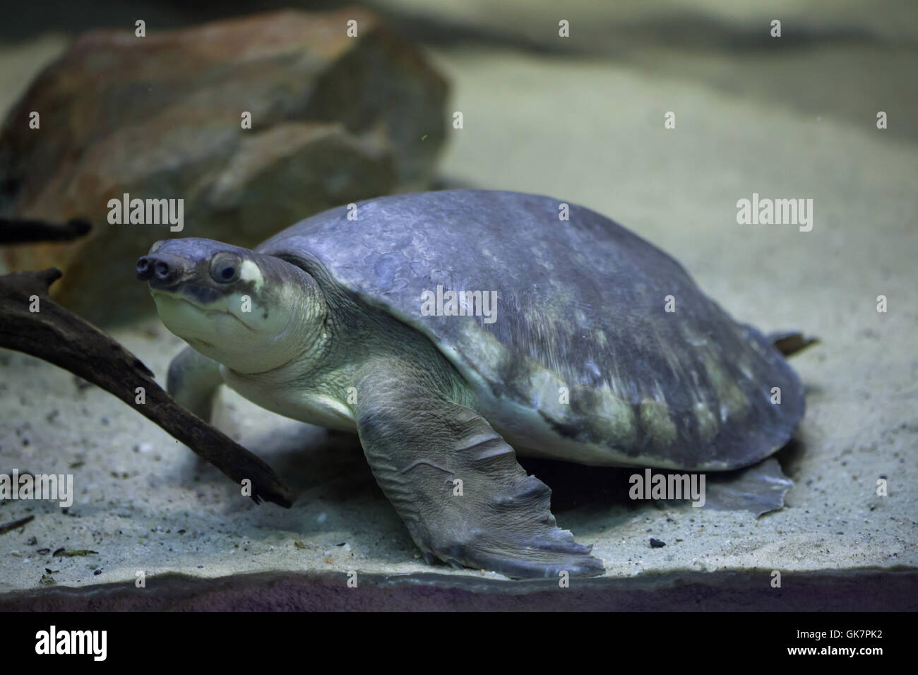 Tortue à nez de cochon (Carettochelys insculpta), également connu sous le nom de la tortue de la rivière Fly. Des animaux de la faune. Banque D'Images