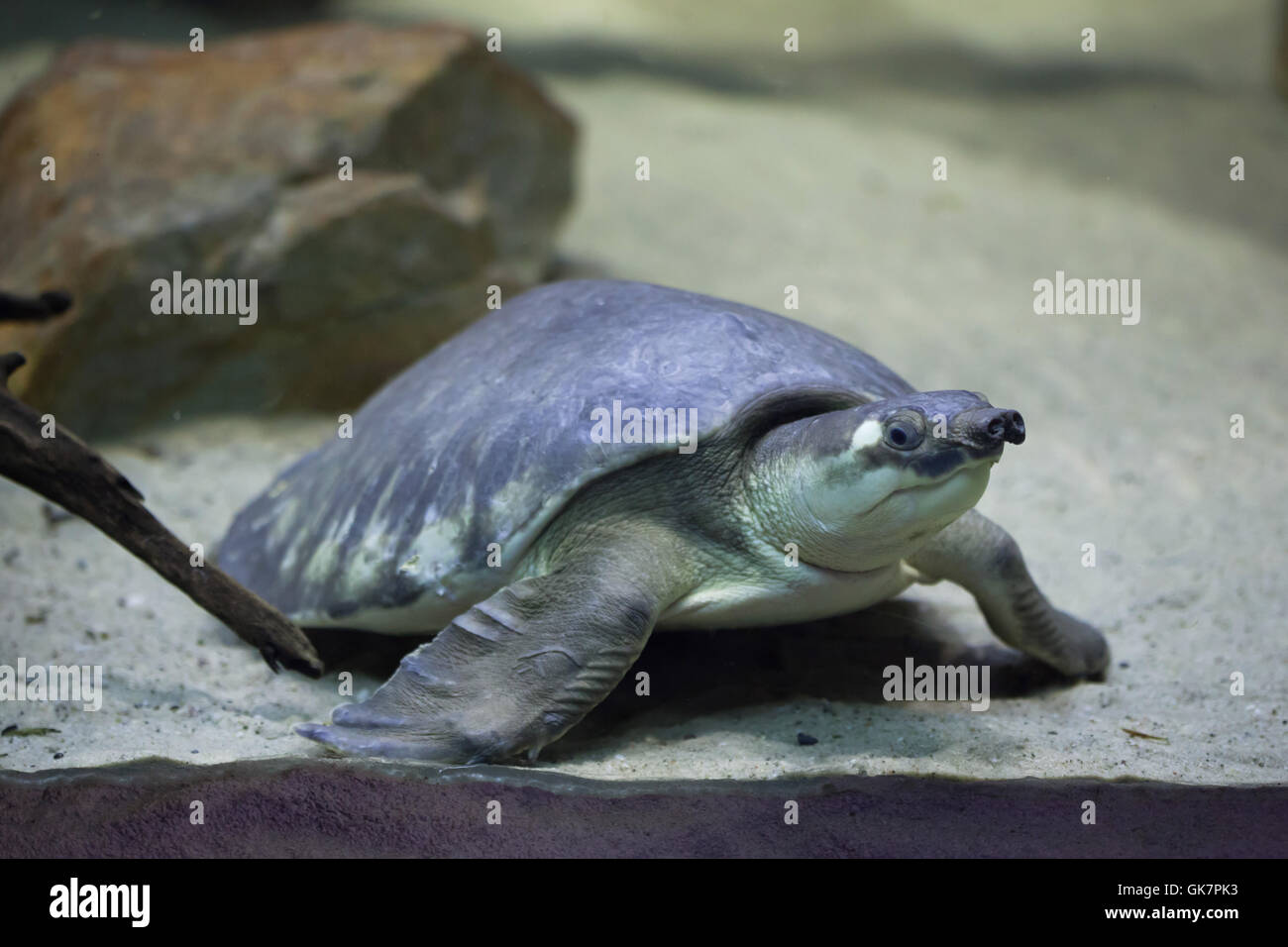 Tortue à nez de cochon (Carettochelys insculpta), également connu sous le nom de la tortue de la rivière Fly. Des animaux de la faune. Banque D'Images