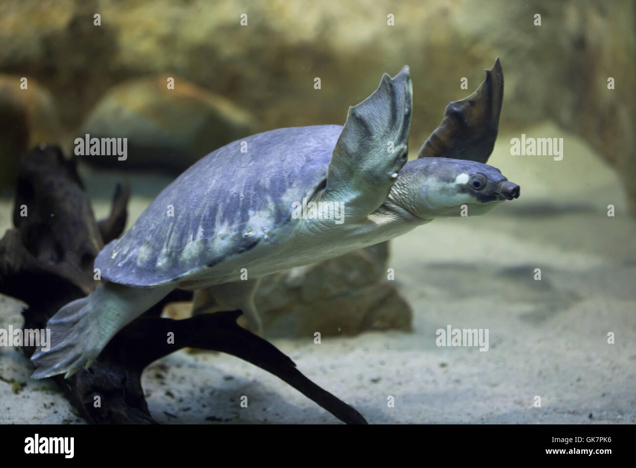 Tortue à nez de cochon (Carettochelys insculpta), également connu sous le nom de la tortue de la rivière Fly. Des animaux de la faune. Banque D'Images