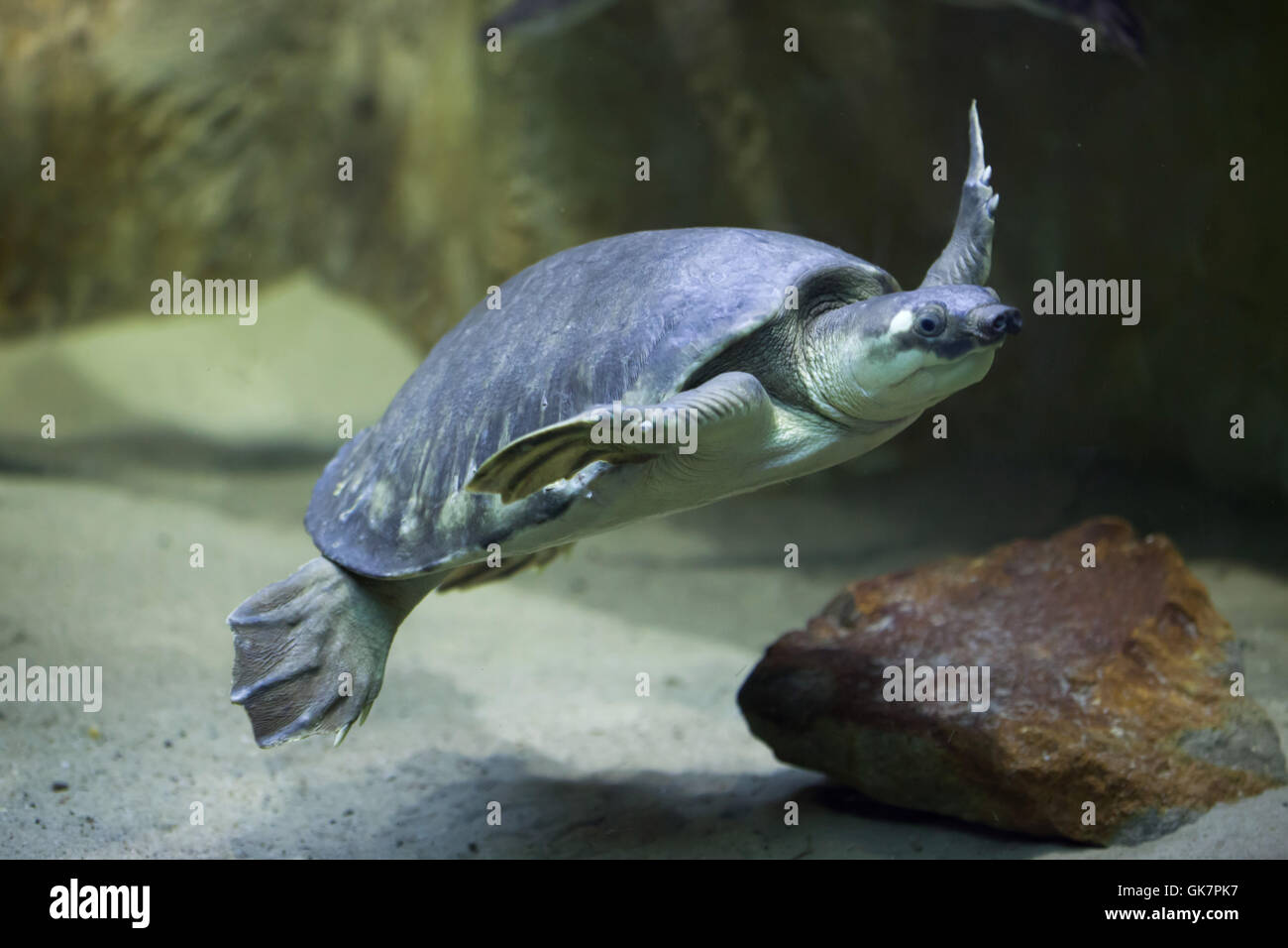 Tortue à nez de cochon (Carettochelys insculpta), également connu sous le nom de la tortue de la rivière Fly. Des animaux de la faune. Banque D'Images