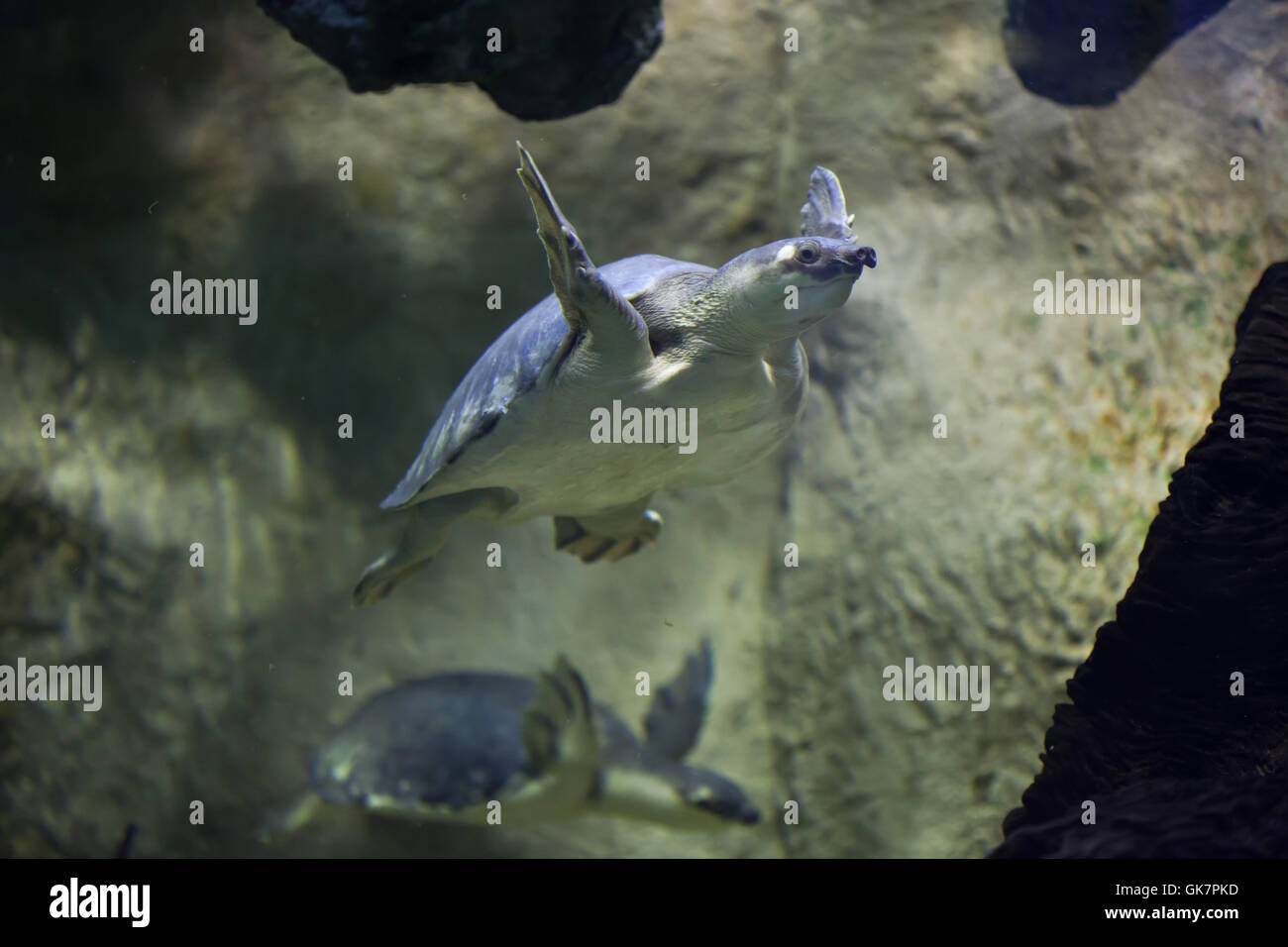 Tortue à nez de cochon (Carettochelys insculpta), également connu sous le nom de la tortue de la rivière Fly. Des animaux de la faune. Banque D'Images