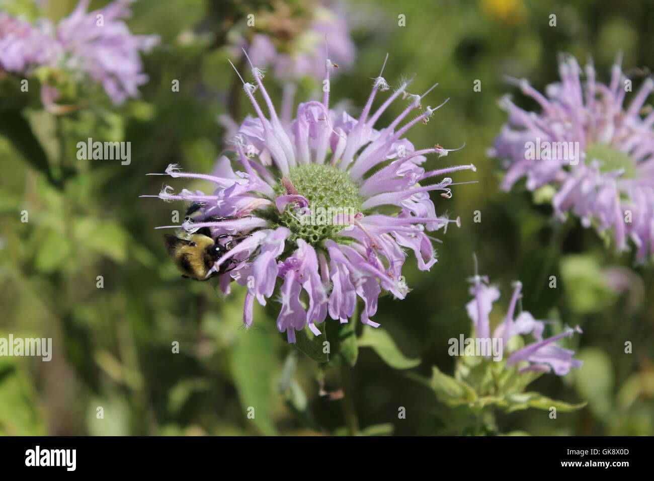 Une fleur sauvage avec une abeille à Chicago, IL, USA Banque D'Images