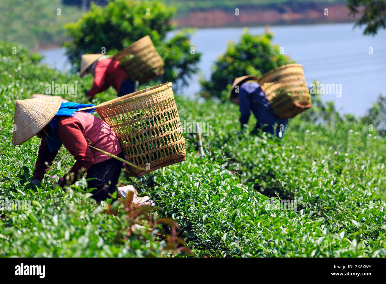 Les femmes avec chapeau conique et panier de bambou sont la récolte de thé à bao loc, Lam Dong, au Vietnam. Banque D'Images