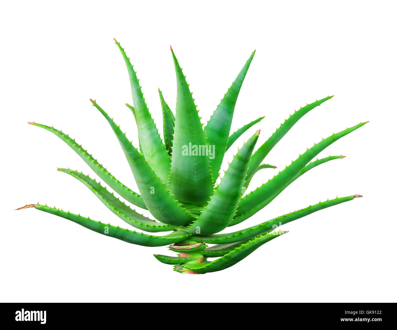 Aloe vera plant isolé sur fond blanc Banque D'Images