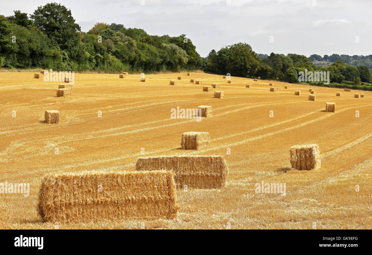 Dans le paysage rural français Chiltern Hills avec des bottes de foin Banque D'Images