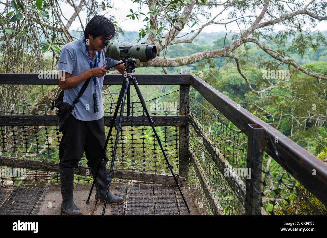 Un guide naturaliste Kichwa indigènes un télescope d'exploitation sur une plate-forme de l'auvent. Le Parc national Yasuni, en Equateur, en Amérique du Sud. Banque D'Images