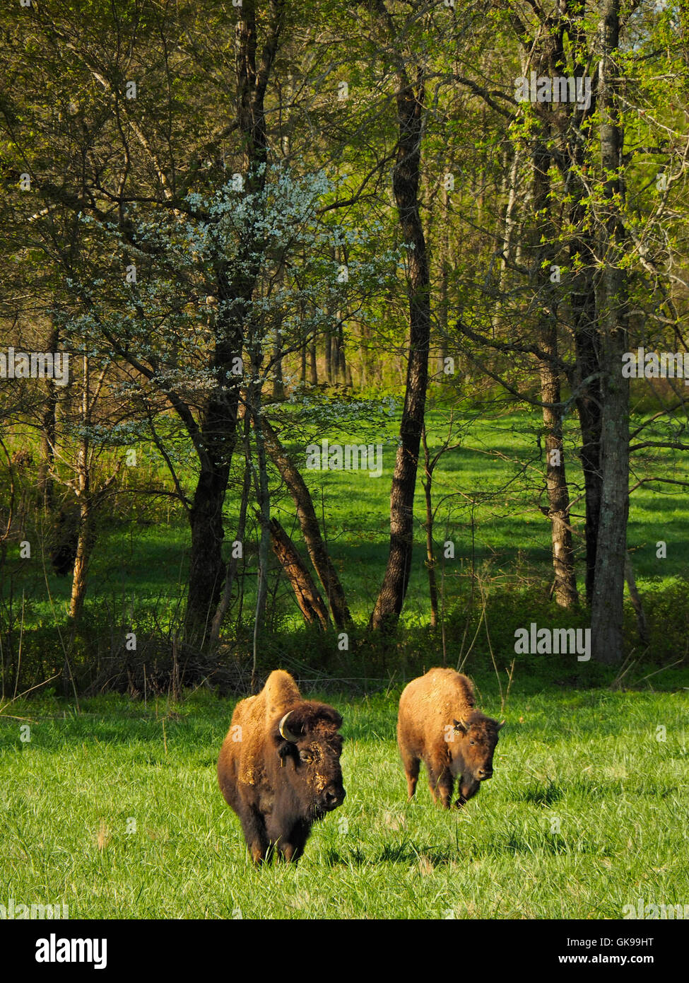 Le bison, le wapiti et le Bison des prairies, de terre entre les lacs National Recreation Area, Golden Pond, Kentucky, USA Banque D'Images