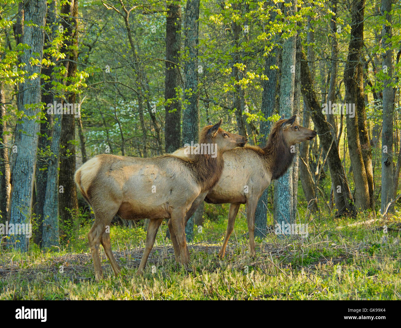 Les élans, les wapitis et les bisons des prairies, de terre entre les lacs National Recreation Area, Golden Pond, Kentucky, USA Banque D'Images