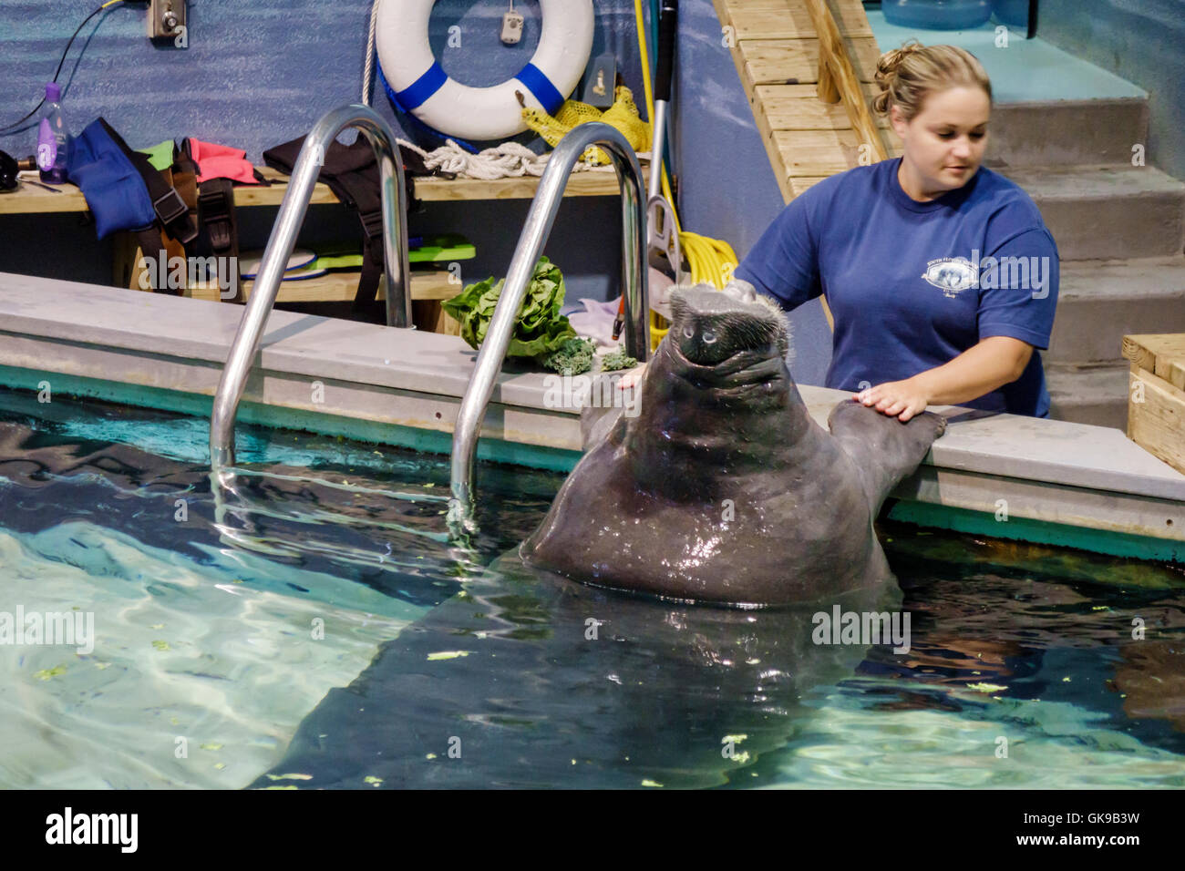 Floride,Sud,Gulf Coast,Bradenton,South Florida Museum,Parker Manatee Aquarium,histoire naturelle,environnement marin,exposition collection,piscine, Banque D'Images