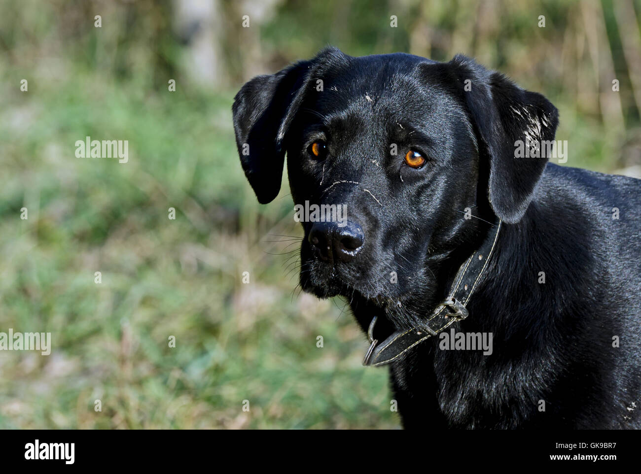 Portrait du Labrador Banque D'Images