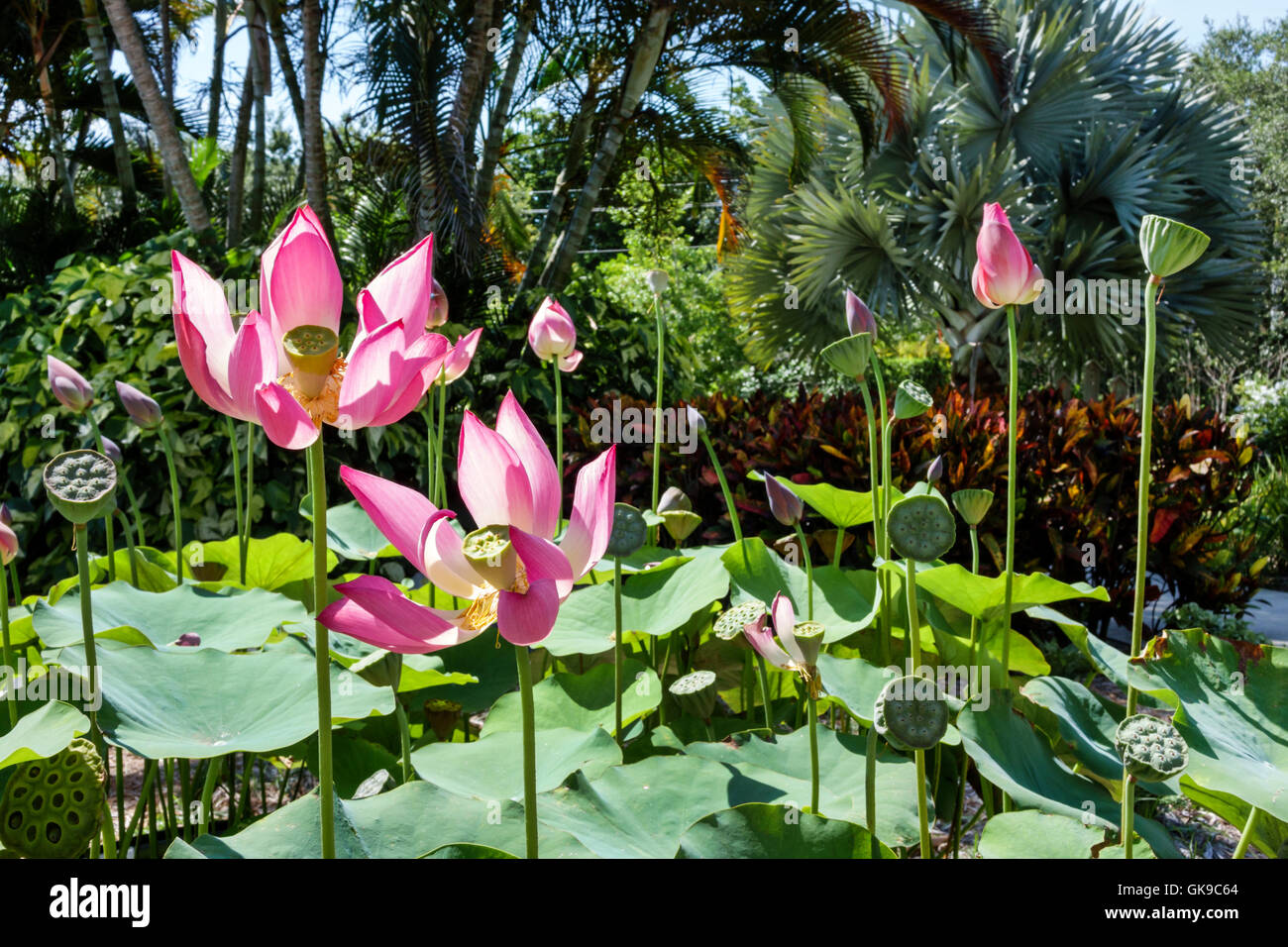 Bradenton Florida,Palma Sola Botanical Park,jardin,parc public passif,microclimat protégé,culture,collection de plantes,Lotus,fleur,graine gousse,rose, Banque D'Images