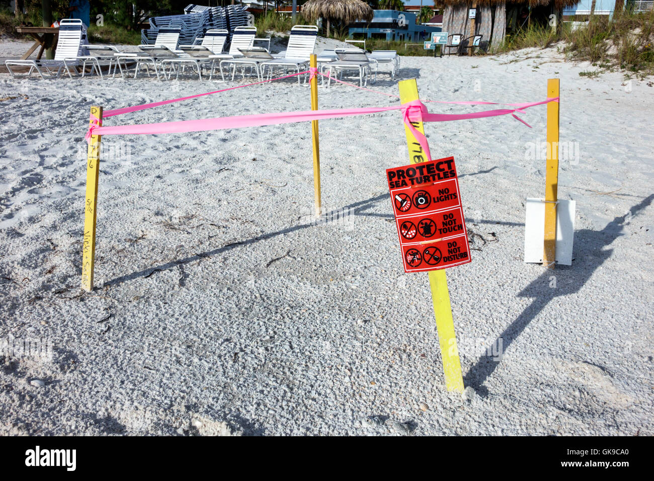 Côte du golfe de Floride,Anna Maria Island,Bradenton Beach,front de mer,sable,nid de tortue de mer,conservation des espèces,habitat,zone protégée,FL160630160 Banque D'Images