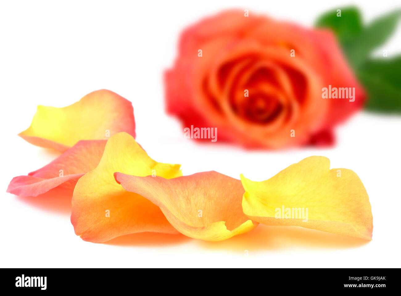 Les pétales d'une rose Banque D'Images