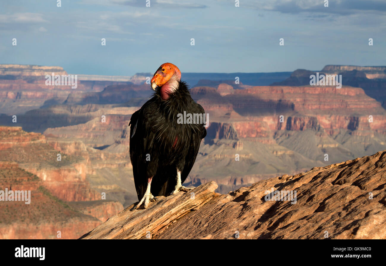 Condor de Californie Banque D'Images