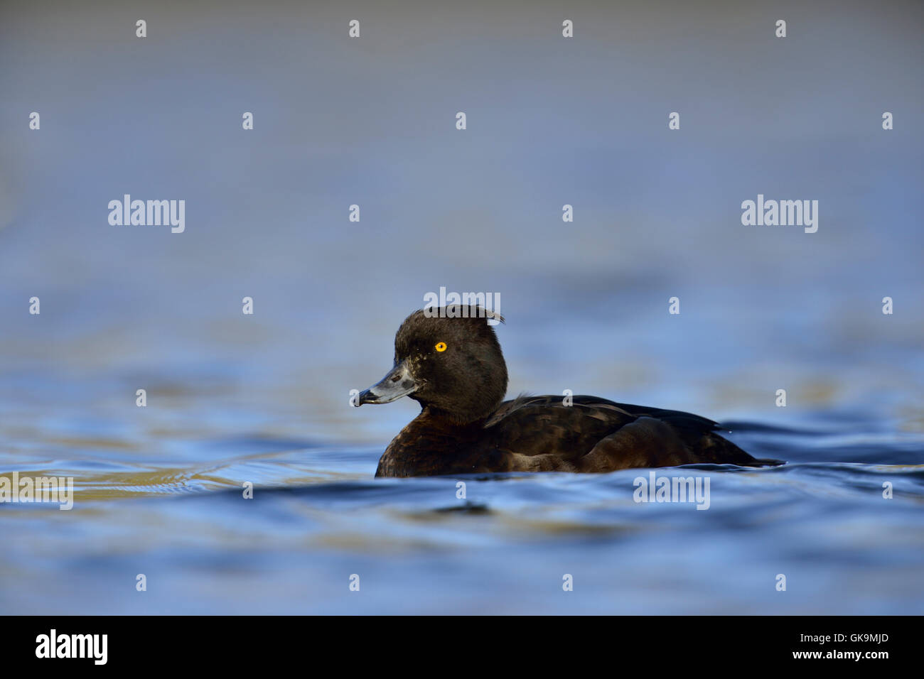 Canard touffeté ( Aythya fuligula ), jolie femelle, nageant sur une eau bleue chatoyante, faune, Europe. Banque D'Images
