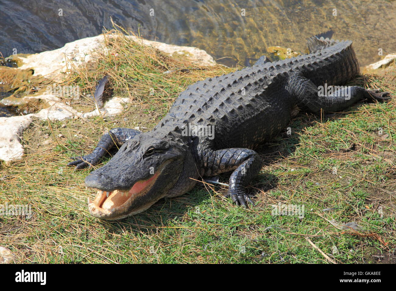 Marais de reptiles danger Banque D'Images