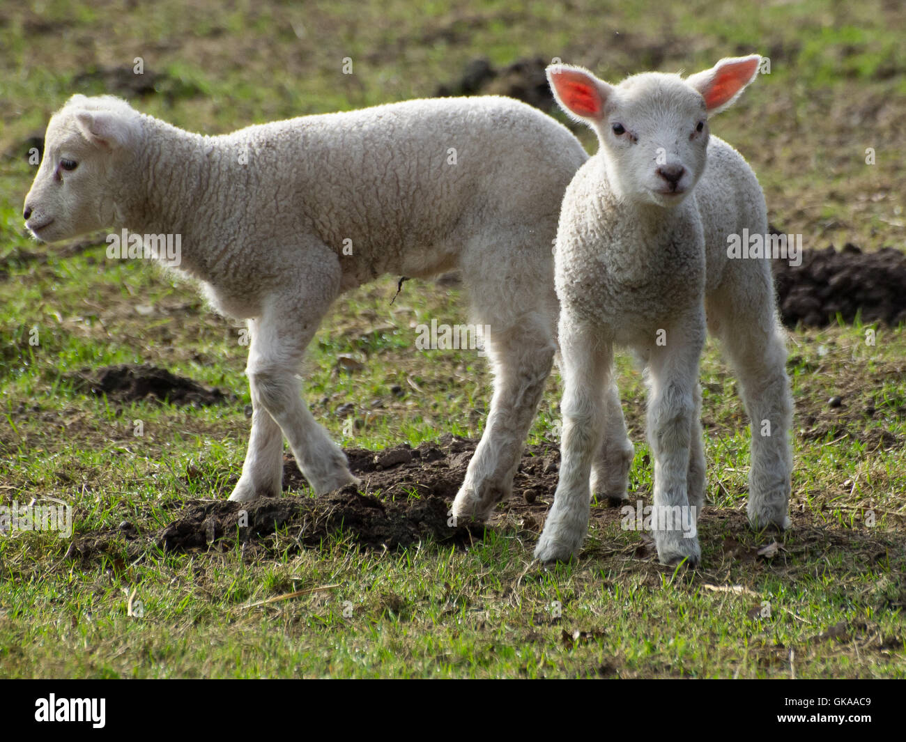 Pâques moutons animaux Banque D'Images
