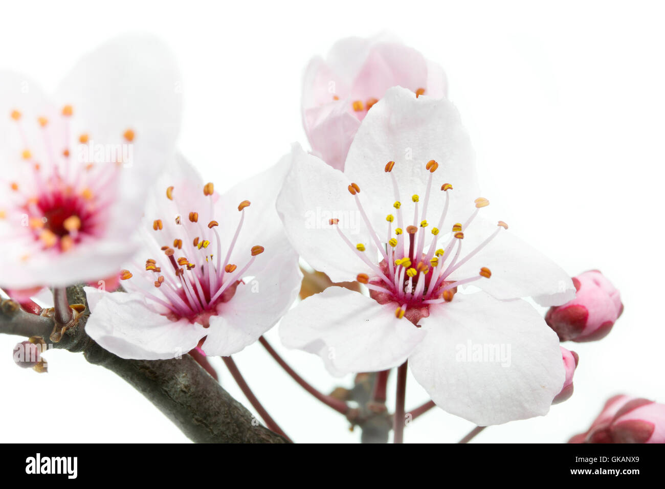 Floraison de blutpflaume (Prunus cerasifera nigra) Banque D'Images