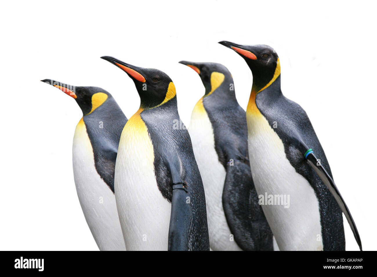 Le Roi des pingouins au zoo Banque D'Images
