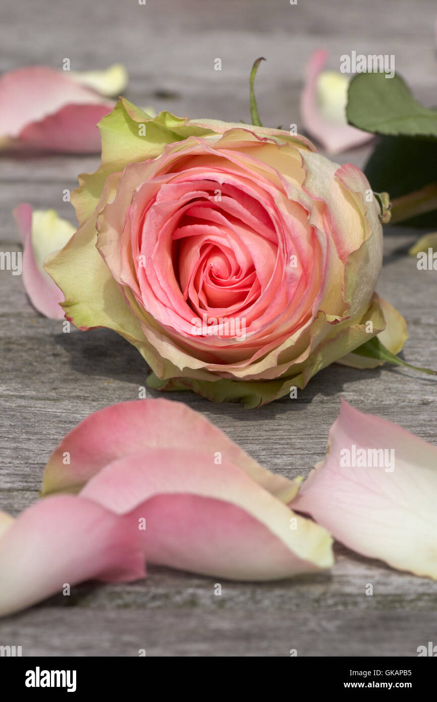 Rose avec des pétales de rose Banque D'Images
