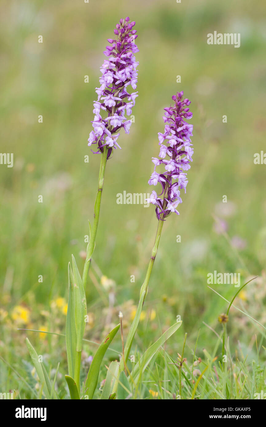 La flore alpine, l'orchidée parfumée ( gymnadenia conopsea ). Banque D'Images