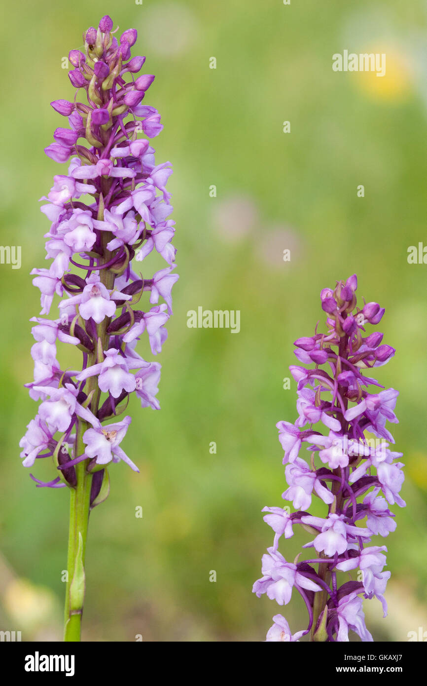 La flore alpine, l'orchidée parfumée ( gymnadenia conopsea ). Banque D'Images