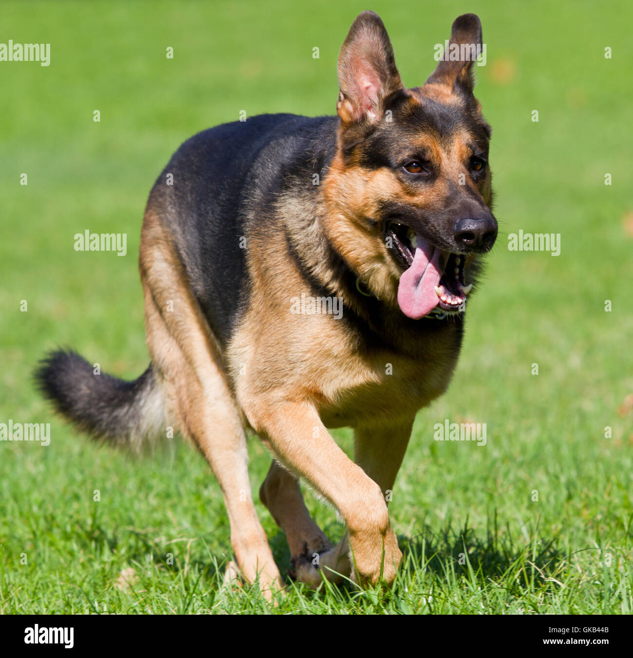 Motion report déménagement Banque D'Images