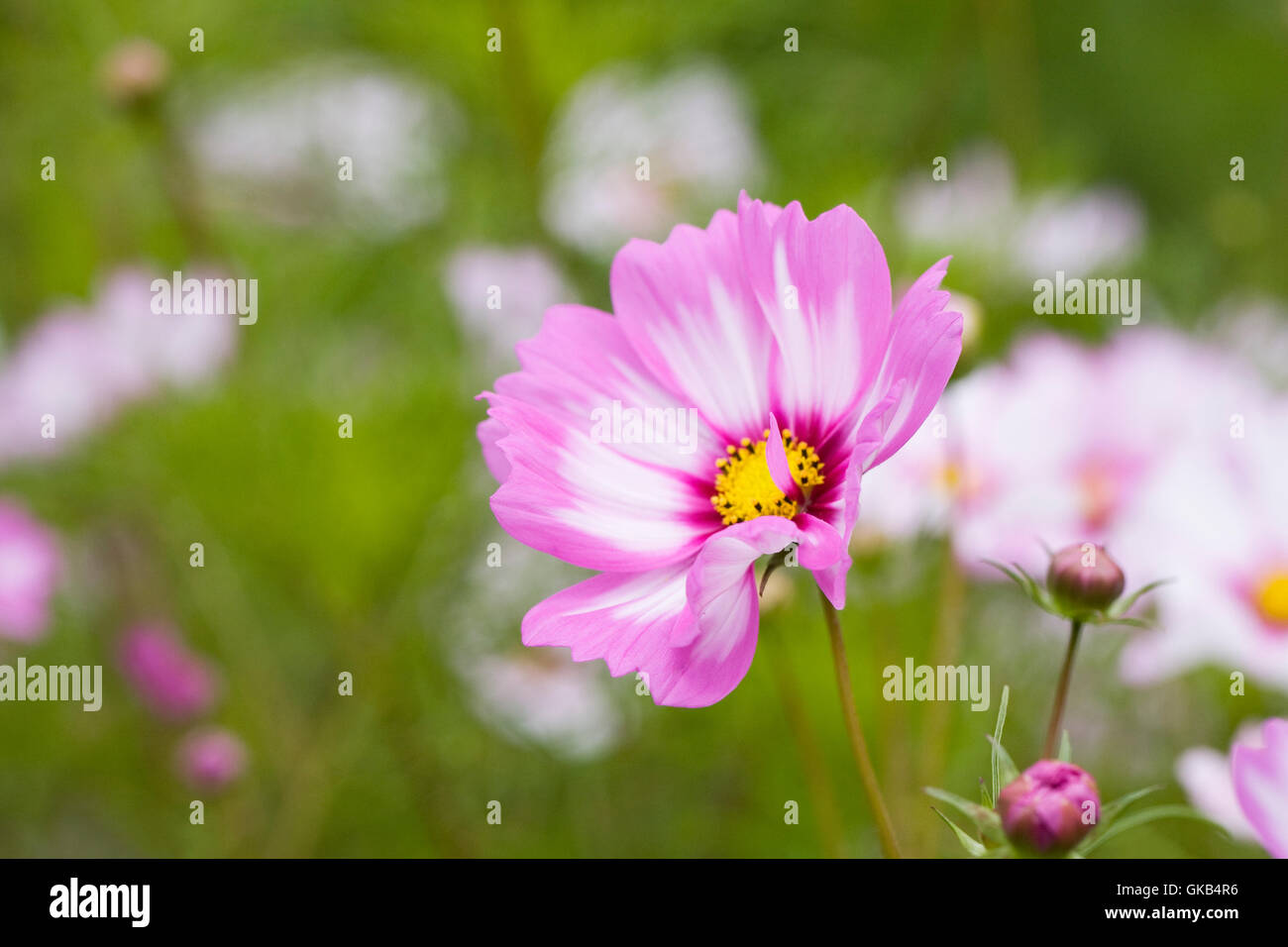 Cosmos bipinnatus 'Capriola' fleurs. Banque D'Images