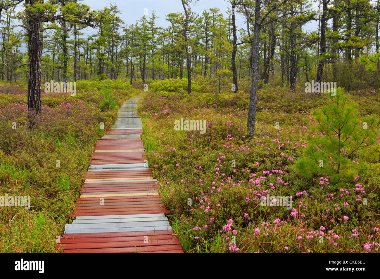 Kalmia, Saco Heath, préserver la Nature Conservancy, Saco, dans le Maine, USA Banque D'Images