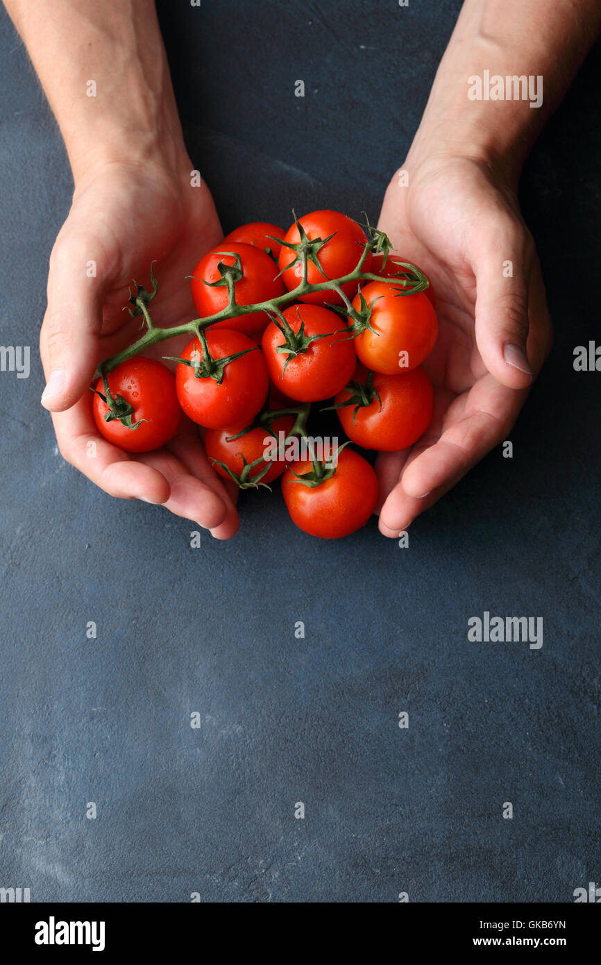 Branches de tomates entre les mains des hommes, de l'alimentation contexte Banque D'Images
