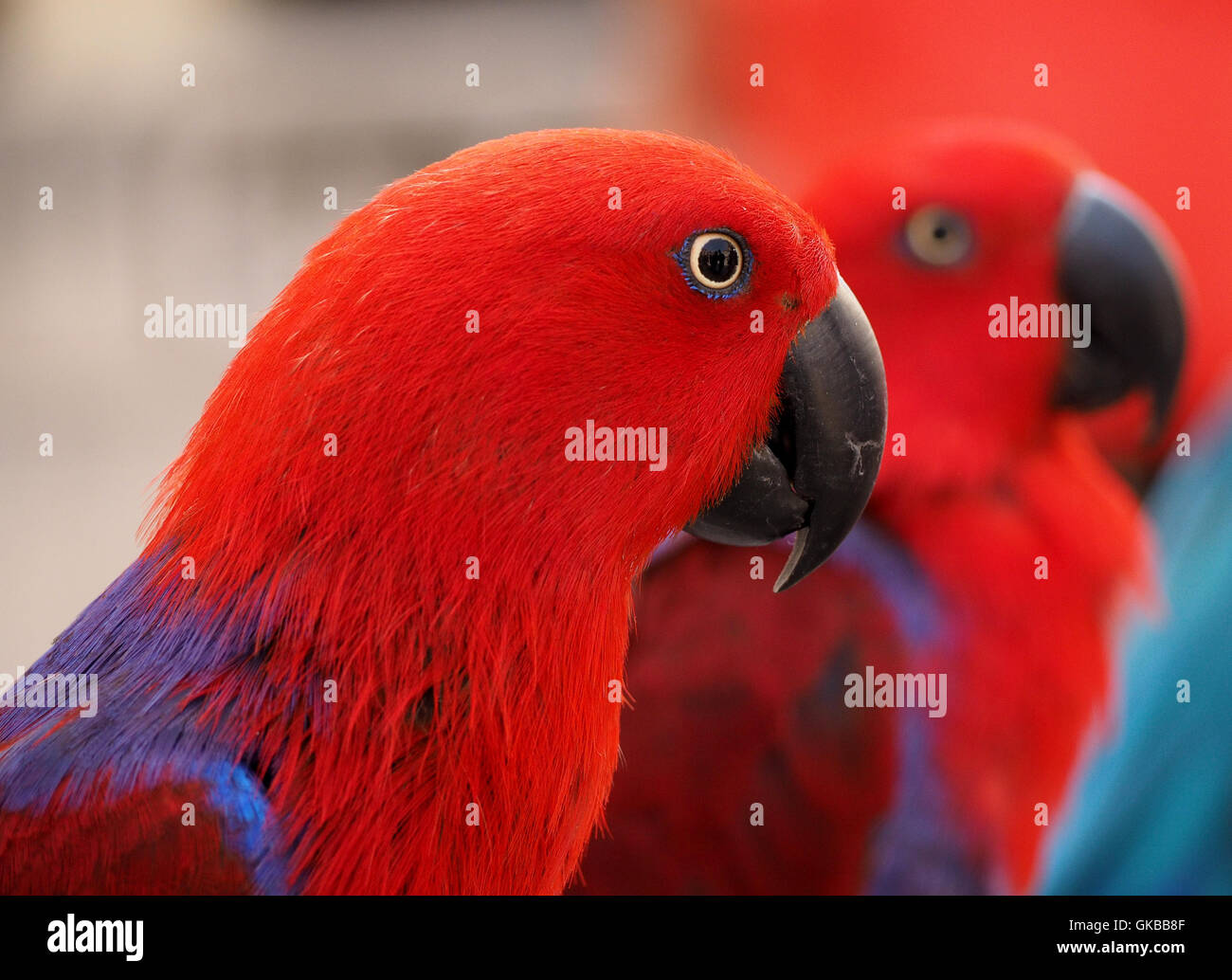 Deux perroquets eclectus des Îles Salomon sur l'affichage dans la vieille ville fortifiée de Dubrovnik, Croatie Banque D'Images