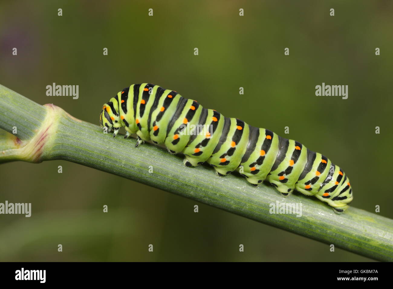 Streak caterpillar papillon Banque D'Images