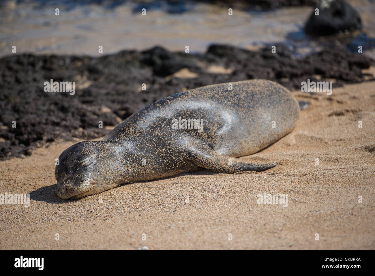 Joint sur la plage Banque D'Images