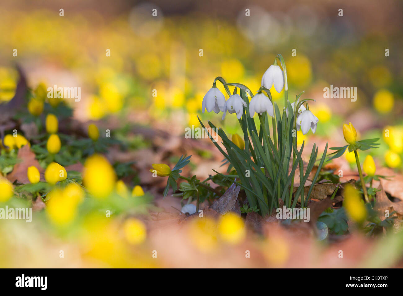 Fleur plante printemps Banque D'Images