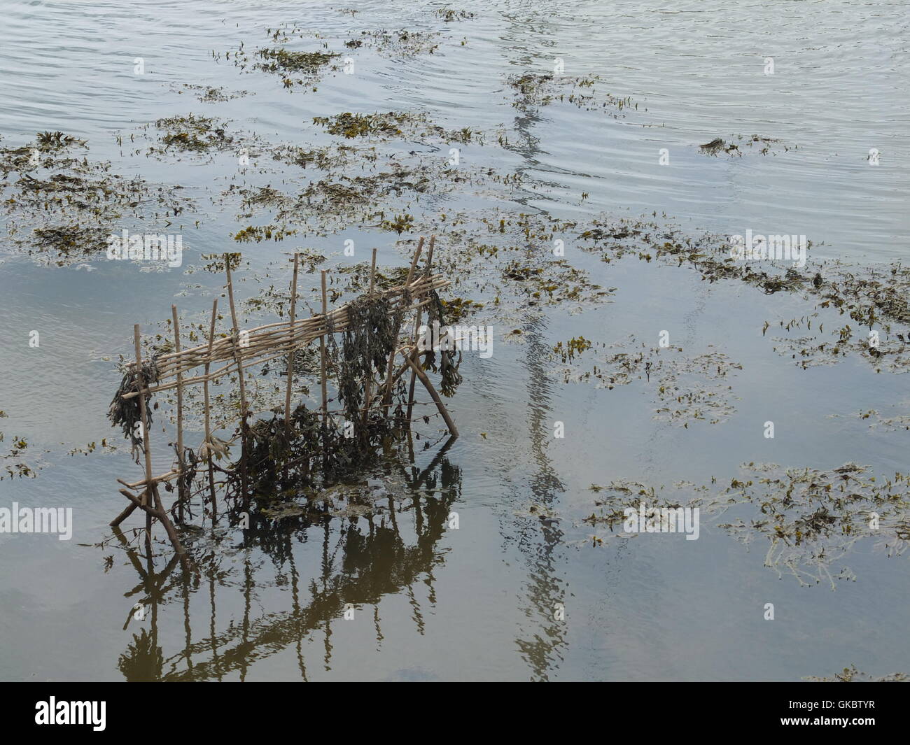 Le Penny Hedge érigée dans les eaux du port de Whitby. Personnalisé annuel construit avec hazel enjeux sur la veille de l'Ascension et dit à remontent à 1159. Banque D'Images