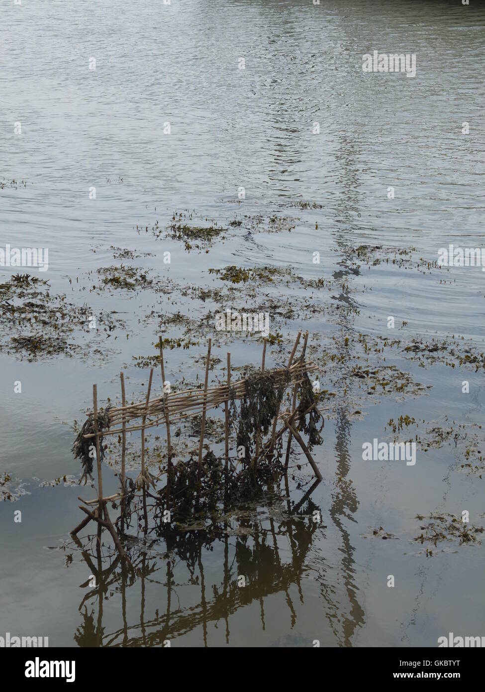 Le Penny Hedge érigée dans les eaux du port de Whitby. Personnalisé annuel construit avec hazel enjeux sur la veille de l'Ascension et dit à remontent à 1159. Banque D'Images