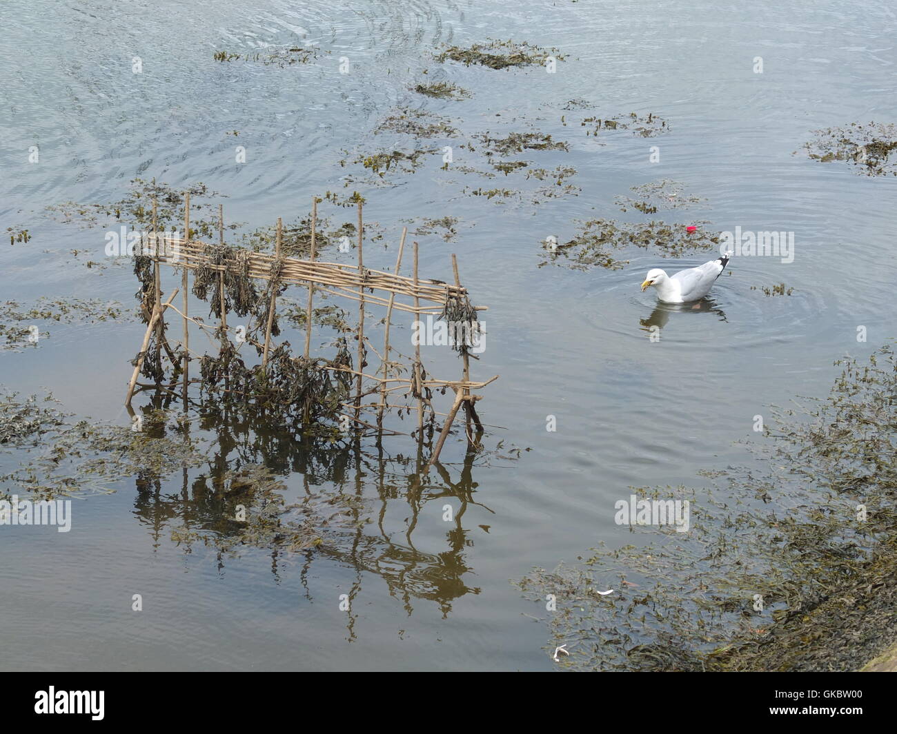 Le Penny Hedge érigée dans les eaux du port de Whitby. Personnalisé annuel construit avec hazel enjeux sur la veille de l'Ascension et dit à remontent à 1159. Banque D'Images