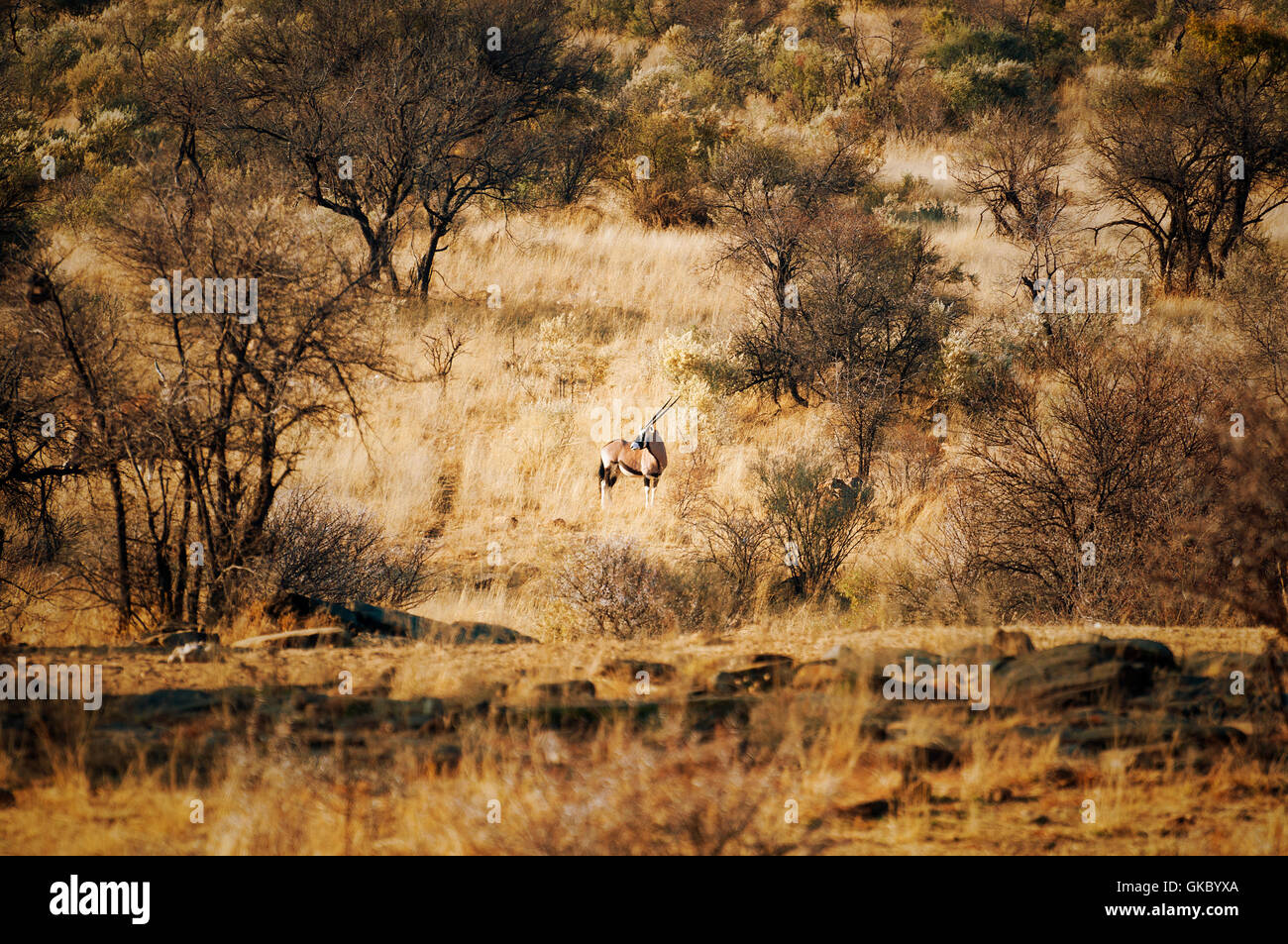 Un Oryx Gemsbok (Permanent) dans les buissons en Namibie, Afrique Banque D'Images Un Oryx Gemsbok (Permanent) dans les buissons en Namibie, Afrique Banque D'Images