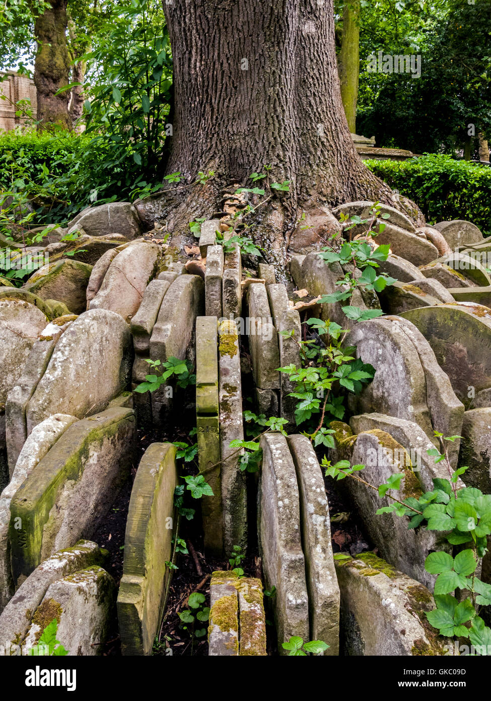 L'arbre rustique, Camden Road, London Banque D'Images