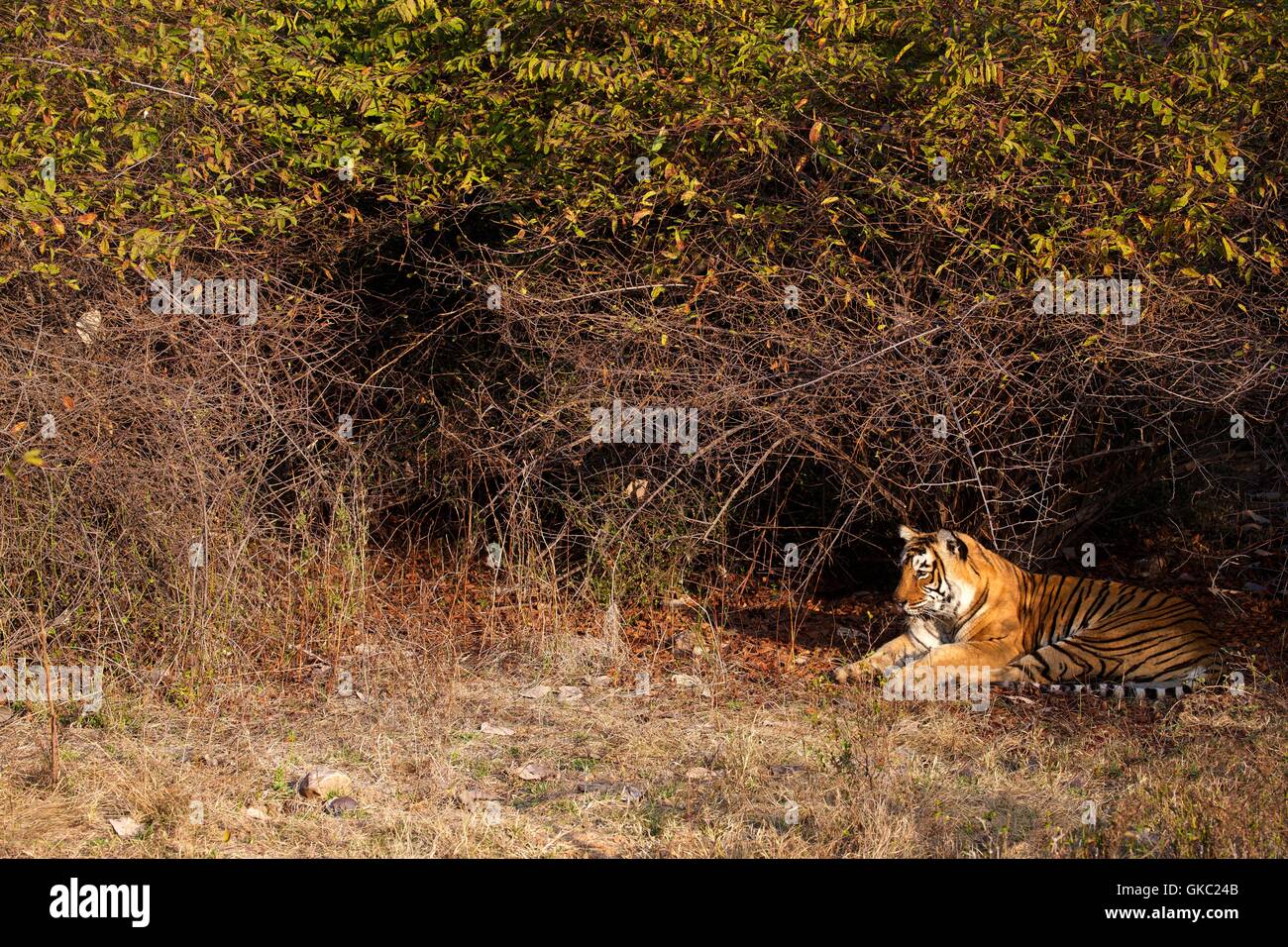 Tigre du Bengale, Panthera tigris, le parc national de Ranthambore, Rajasthan, Inde, Asie Banque D'Images