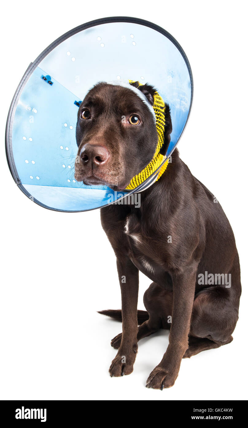 cône de blessure de chien Banque D'Images
