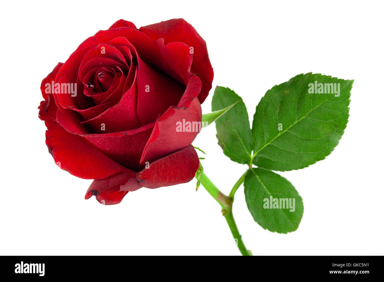 rose rouge Banque D'Images