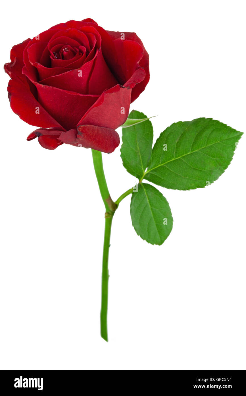 rose rouge Banque D'Images