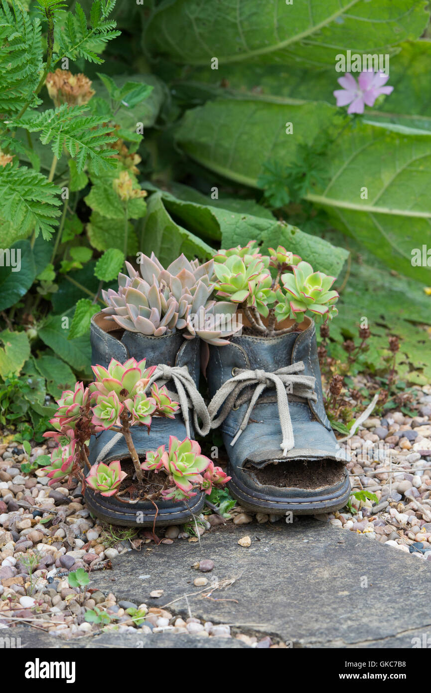 Catégorie : plantes poussant dans vieilles bottes Banque D'Images