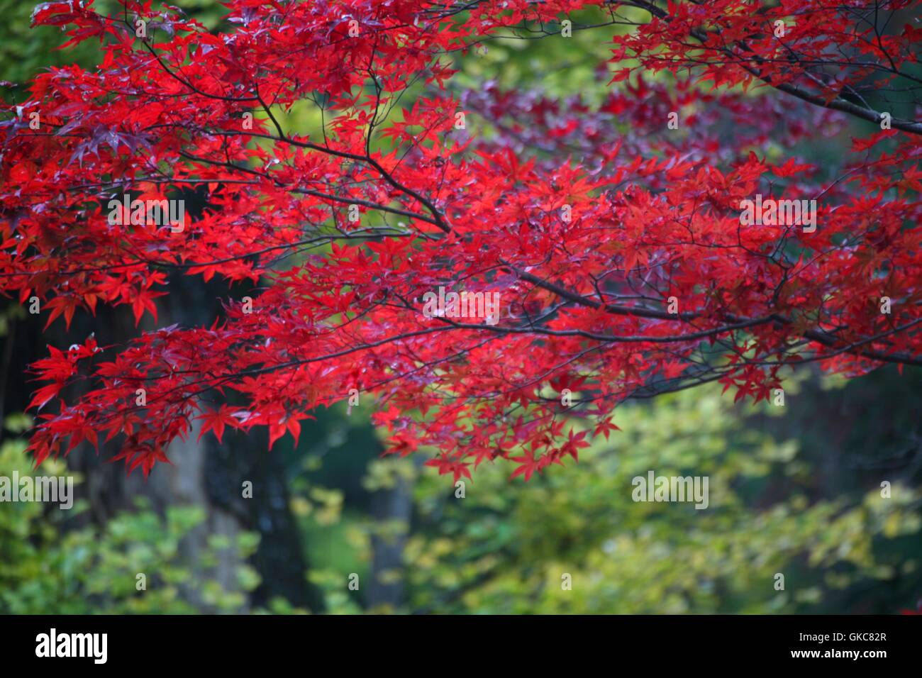 Les feuilles rouges et vertes sur le Taiyuuin-bvous. La période automnale à Nikko, Japon Banque D'Images