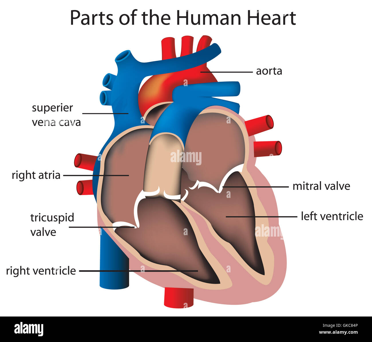 Éducation santé isolé Banque D'Images