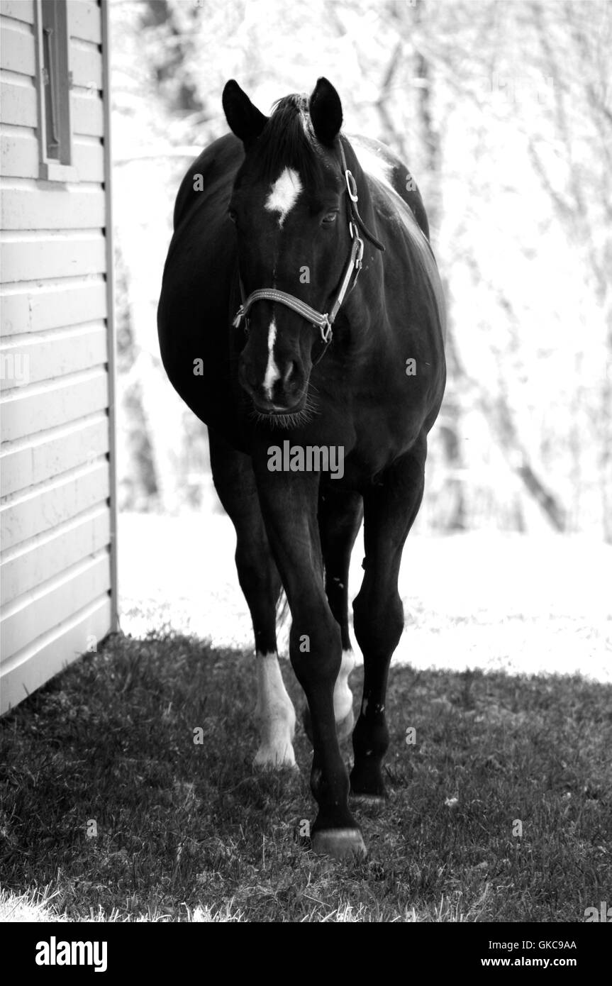 Black Beauty. Banque D'Images