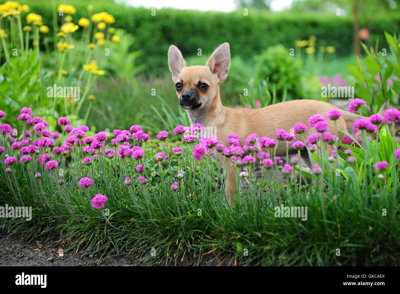 Les peuplements de chien chiot Banque D'Images