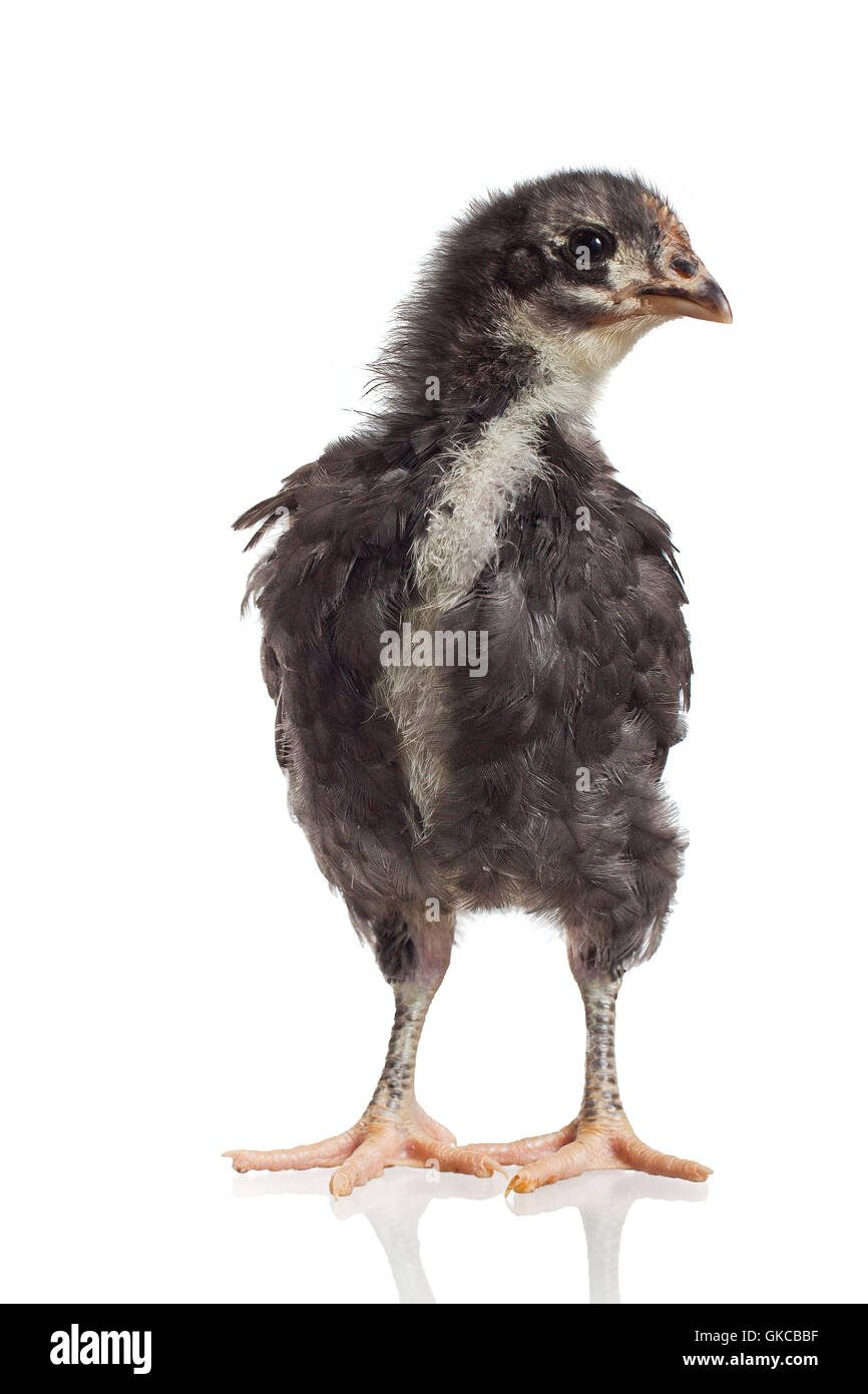Une jeune poulette Australorp stands up tall à autour de Banque D'Images