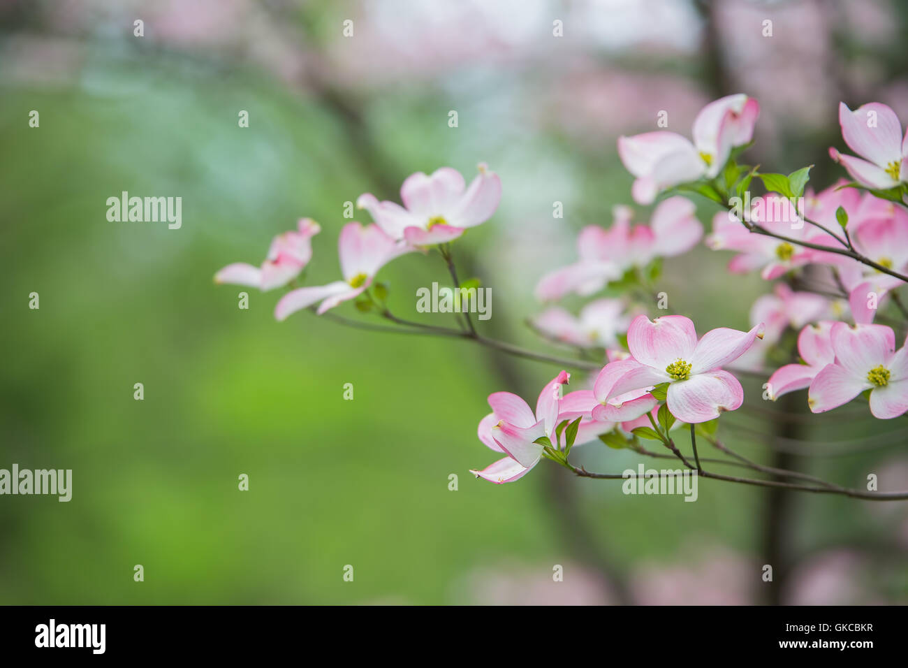 L'Est de la Direction générale des arbres rose de cornouiller en fleurs au printemps avec des arbres verts et des fleurs à l'arrière-plan Banque D'Images